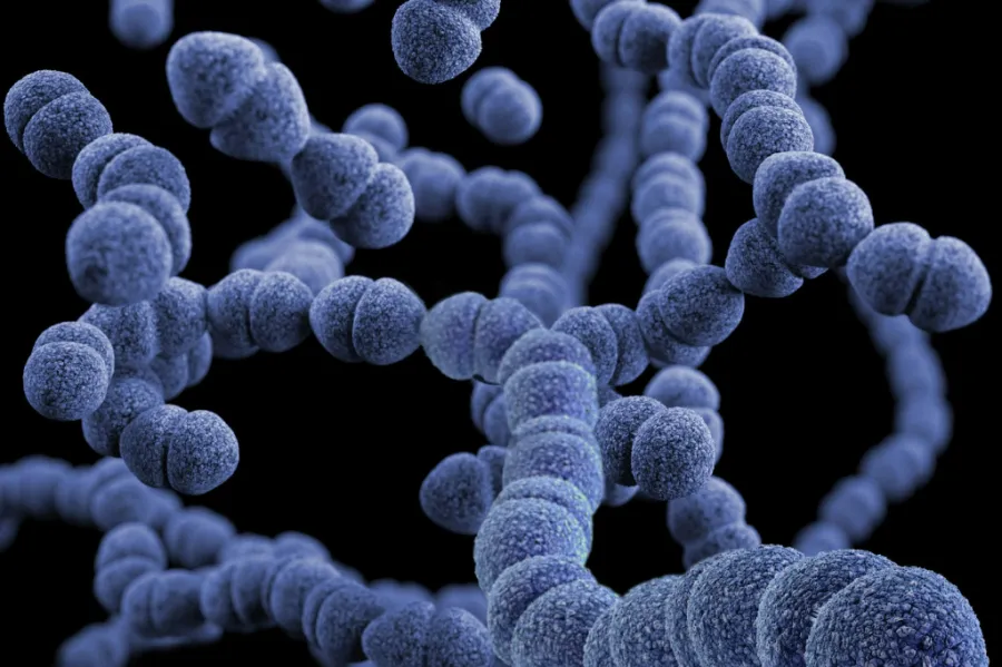 Close-up illustration of spherical bacteria chains, representing infection associated with sepsis.