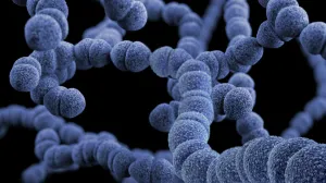 Close-up illustration of spherical bacteria chains, representing infection associated with sepsis.