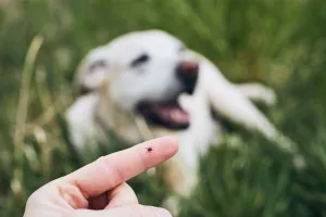 Dog owner looking at tick on finger and checking for Lyme disease while dog lays in grass nearby.